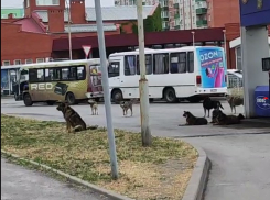 «Банда мохнатых» пугает таганрожцев в микрорайоне Русское поле