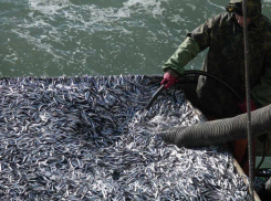 Улов в Таганрогском заливе в два раза больше прошлогоднего - подфартило