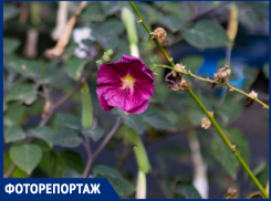 Последние росчерки таганрогского лета 