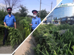 Весь город в амброзии, а таганрогские казаки уничтожают коноплю