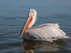 Кудрявый пеликан, занесенный в Красную книгу Ростовской области