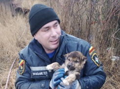 Спасательная операция у Таганрогского залива: щенок из обрыва стал талисманом таганрогских спасателей