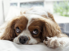 Хозяева собак могут заплатить штраф в начале следующего года