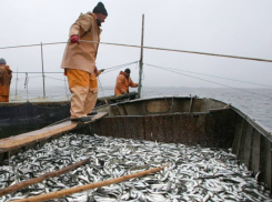 «Полностью натурализовался»: этот вид рыбы в Таганрогском заливе снова становится промысловым 