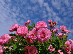  Спасайте розы и хвойные: ждите мириады вредителей в таганрогских садах