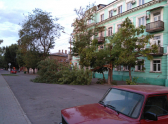 «Легкий бриз» свалил огромное дерево на Октябрьской площади в Таганроге 
