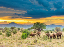  Танзания?! Таганрожцы спрашивают, а почему открыли эту страну для туристов