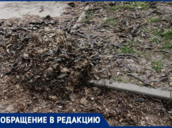 В Таганроге только вылезшую траву косят сквозь мусор