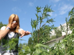 Таганрогское ДСУ оштрафовано на 100 тысяч рублей за нескошенную амброзию