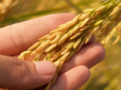 Хлеба будет много? Неклиновские аграрии отчитались о хорошем состоянии всходов озимых