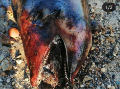 Изуродованное тело морской свиньи нашли валяющимся на берегу