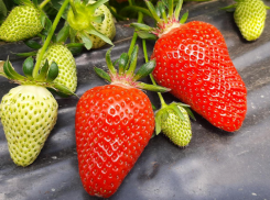 На таганрогских рынках - «крымская клубника»: насколько она хороша, рассказали в Роспотребнадзоре