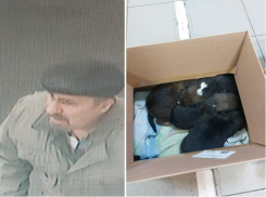 Ещё один таганрожец избавился от щенков, подкинув их под двери зоосалона