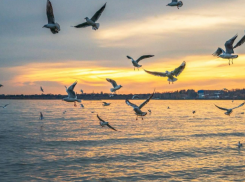 О медицине, тротуарах и зарплатах: Таганрог глазами новосёлов - что хвалят, что ругают