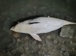 Смертельно опасно, не трогать! Дельфин-азовка выбросился на берег моря в Таганроге