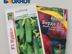 В Таганроге начинается горячая пора для огородников: увеличиваем всхожесть семян