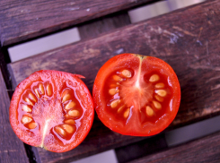 Вместо дорогих препаратов: дешёвое подручное средство поможет прорастить даже старые семена - донской агроном подсказал