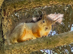 Белки из Приморского парка разбегаются по окрестностям Таганрога 