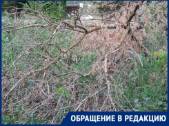Дерево преткновения: сухостой, развалившийся на тротуаре, мешает горожанам