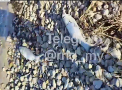 Массовую гибель рыбы зафиксировали под Таганрогом: специалист исключил естественные причины