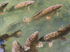 Из Азовского моря - в Дон: транзит вселенцев идёт через Таганрогский залив