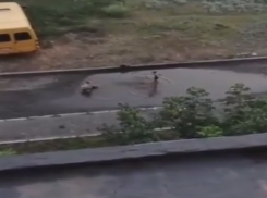 Купание в луже или суровые развлечения таганрогских детей