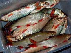 Жителей Таганрога просят сообщать о торговле краснокнижными видами рыб