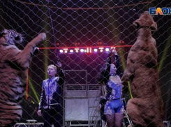 Шоу династии Довгалюк: фантастическая дрессура