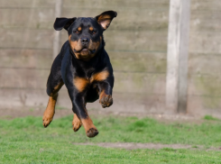 Конфликт из-за собак в Таганроге - женщина с травмами, мужчина получил срок