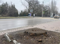 От старого дерева у Каменной лестницы остался только пень