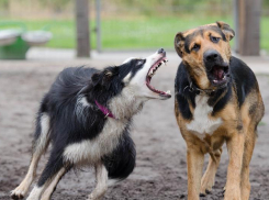 В Ростовской области выявили 4 случая заражения бешенством