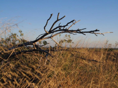 Осторожно: природа в Таганроге ломает деревья 