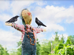 Таганрог в августе раскалится выше +40, учёные попросили горожан о помощи