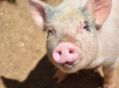 В Ростовской области выявлен факт африканской чумы свиней