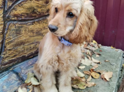 Розыгрыш с собакой возмутил таганрожцев, но порадовал именинницу