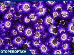 Почти миллион импортных цветов порадовал таганрожцев и жителей области за три прошедших месяца