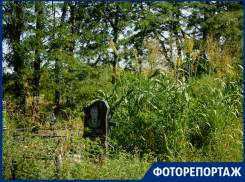 Заросшие кладбища Таганрога не выдумка, а реальность 