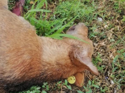 В Таганроге очередное жуткое убийство животного - собаку нашли со вспоротым животом