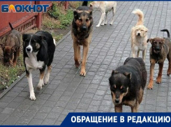 В Таганроге на ребенка набросилась бродячая собака