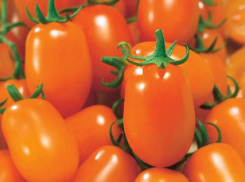 Помидоры черри ОДАТ F1 – медовая сладость для детей и взрослых