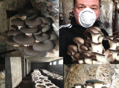 О пользе грибов и трудностях грибоводства рассказал «Блокноту» таганрожец Дмитрий Беспалов