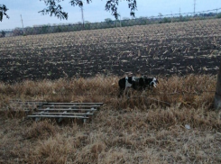 «Военную собаку» похоронили в Таганроге - не дождалась хозяина