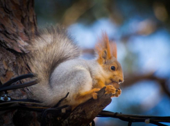 Белочки из Геленджика поселятся в роще Дубки в Таганроге
