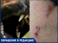 «Спасли куртка, свитер и рубашка»: стаи бродячих собак в Таганроге продолжают нападать на людей