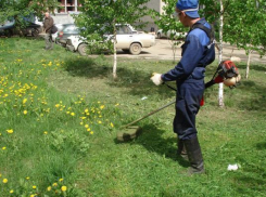 В Таганроге наблюдается острая нехватка косарей