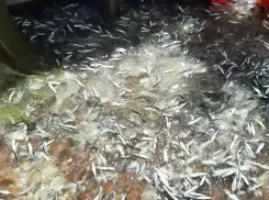 Учёные выявили причины нашествия медуз в Азовском море