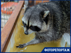 В милом приюте для енотов побывала фотограф «Блокнот Таганрог»