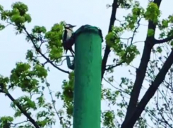 Дятел – жестянщик рассмешил жителей Таганрога