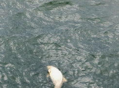 Моряки прислали видео мёртвого дельфина в Таганрогском заливе