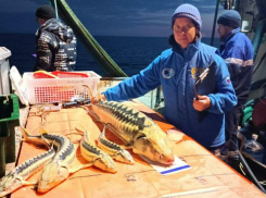 В Азовском море увеличились промысловые запасы осетровых